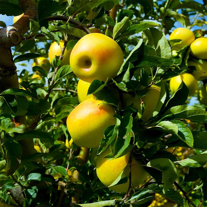 نهال سیب Golden delicious