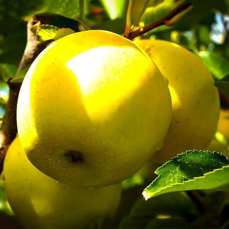 نهال سیب Golden delicious