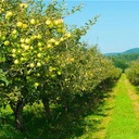 نهال سیب Golden delicious