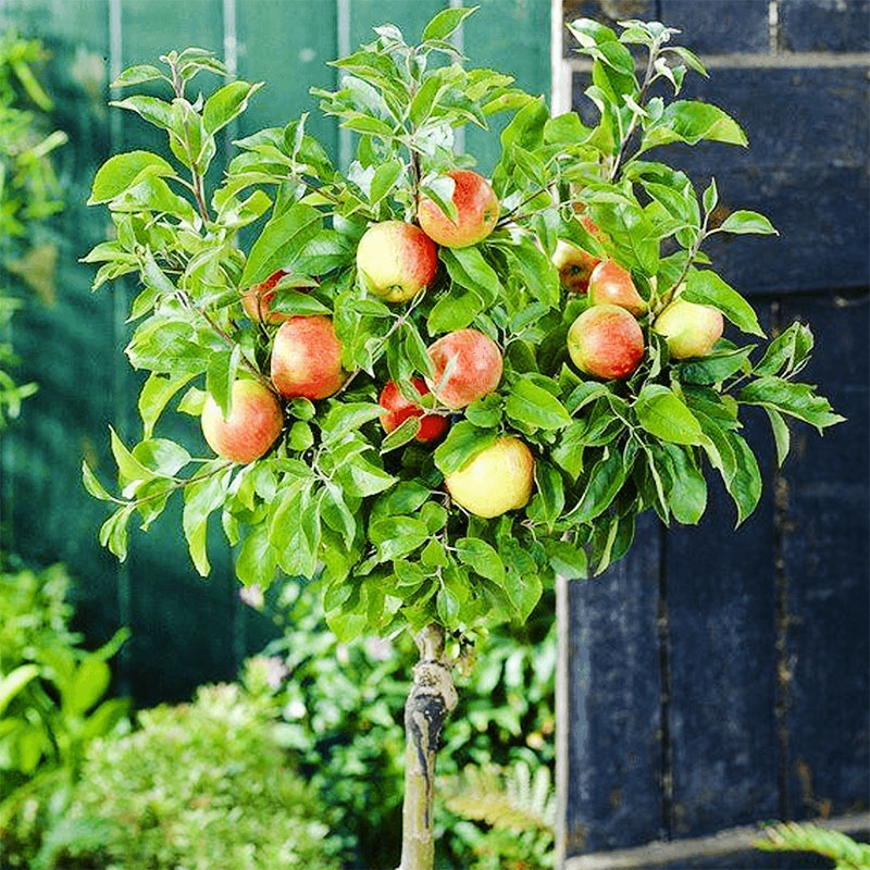 نهال سیب Braeburn