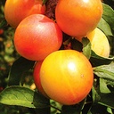 فیدر میکسر 12 مترمکعب