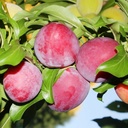 نهال سیب Golden delicious