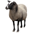 زیستا کاپریس (مخصوص گوسفند و بز)