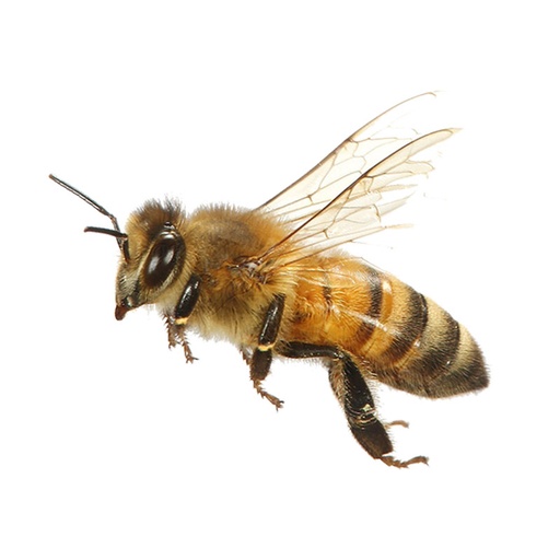 زیستا مدا (مخصوص زنبور عسل)
